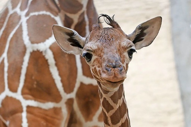 Ziemlich gro fr ein Baby ist die noch namenlose Giraffe im Karlsruher Zoo.  | Foto: Timo Deible (dpa)