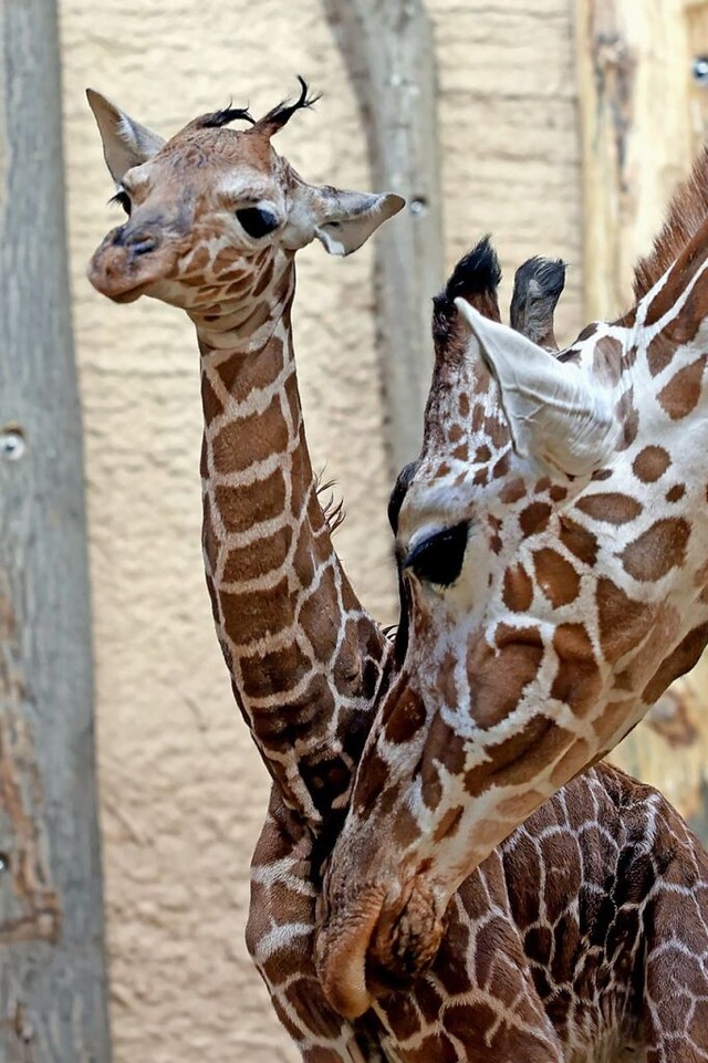 Ziemlich gro fr ein Baby ist die noch namenlose Giraffe im Karlsruher Zoo.  | Foto: Timo Deible (dpa)