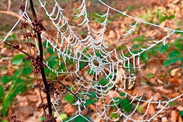 Spinnennetz bei der Zhringer Burg