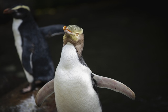 Der Gelbaugenpinguin, in seiner Heimat...d geschlagen.<Bildquelle></Bildquelle>  | Foto: Hayden Parsons (dpa)