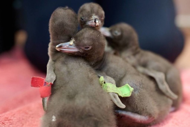 Einer der seltensten Pinguine der Welt...krt worden. <Bildquelle></Bildquelle>  | Foto: Craig Mckenzie (dpa)