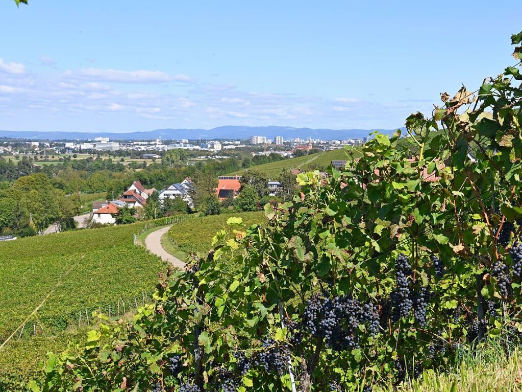 Beste Laune bei bestem Wetter gab es bei der Weinwanderung am Sonntag zwischen Wolfenweiler und Freiburg-St.Georgen.