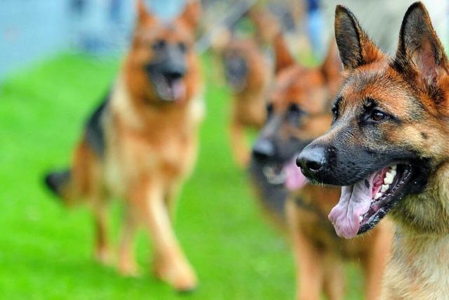 Schuttertal plant hhere Hundesteuer und neue Regelung fr Wachhunde