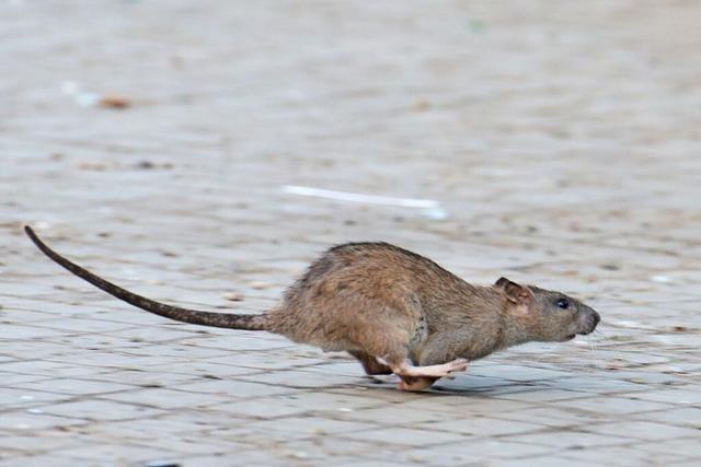 Warum sind zu viele Ratten ein Problem?