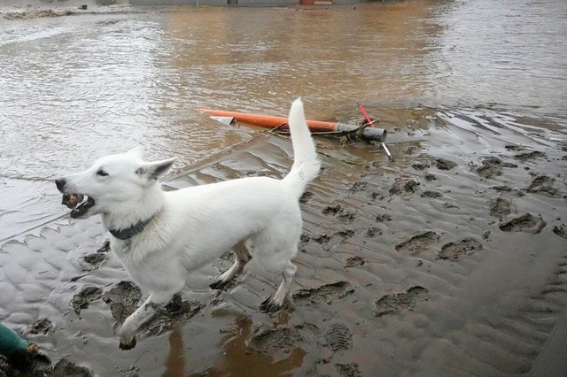 Hunde knnen angsteinflend wirken. D... haben ihre Tiere jedoch gut im Griff.  | Foto: Petr David Josek (dpa)