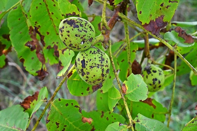 Die Marssonina-Blattfleckenkrankheit b...chte und sorgt fr schwarze Flecken.   | Foto: Reinhold John