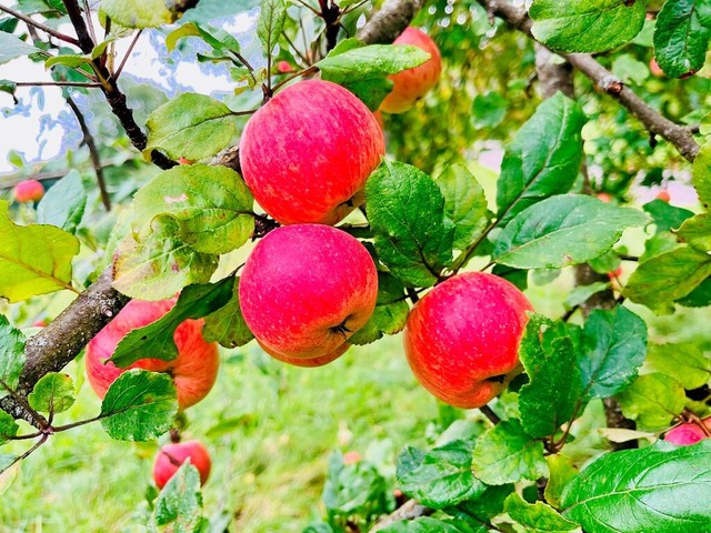 Die pfel reifen ganz wunderbar, diese...l Bechtold im Eggenertal fotografiert.  | Foto: Michael Bechtold