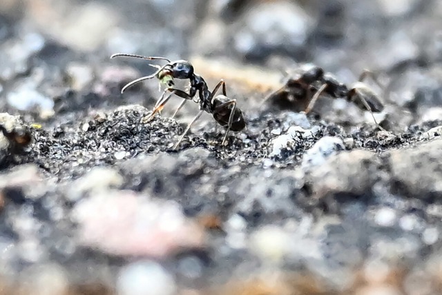 Invasive Ameisen machen Kehl zu schaffen.<Bildquelle></Bildquelle>  | Foto: Uli Deck (dpa)