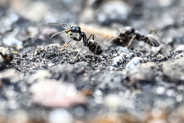 Die Insekten k&ouml;nnen einem Experte...nkheiten &uuml;bertragen. (Archivbild)  | Foto: Uli Deck/dpa