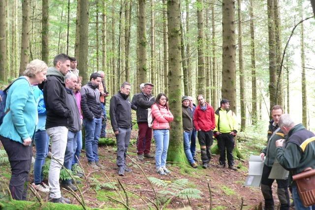 Folgen des Klimawandels: Mittelfristiger Abschied von der Fichte aus dem Elzacher kommunalen Wald