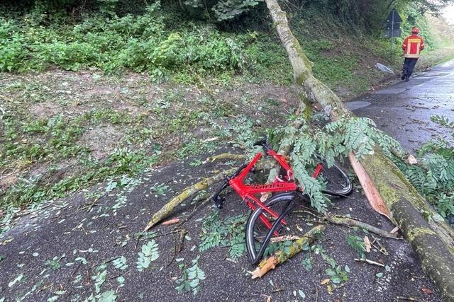 Rennradfahrer wird in Gottenheim von einem fallenden Baum getroffen – am Freitag, dem 13.