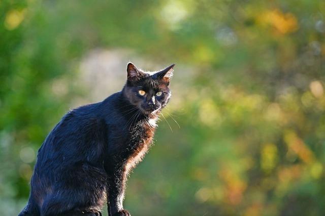 Verwilderte Katzen werden in Breisach kastriert