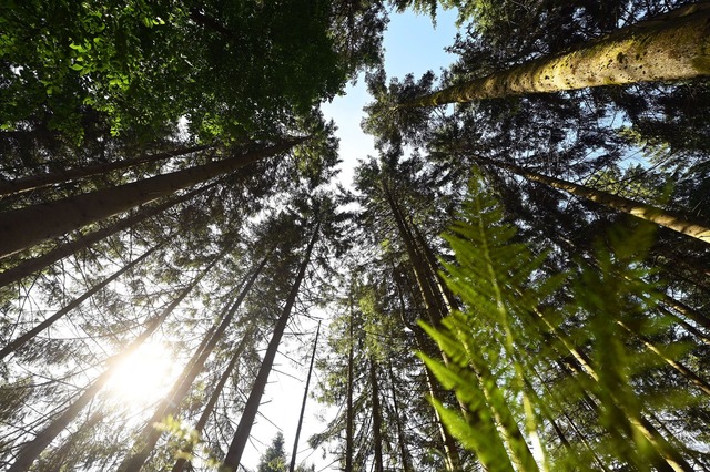 Nationalparks und andere Schutzgebiete...tik f&uuml;r Naturschutz. (Symbolbild)  | Foto: Uli Deck/dpa