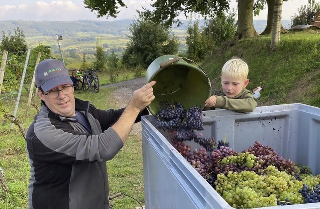 Klaus Jrger mit einem jungen Helfer bei der Weinlese im Rebsortengarten  | Foto: Bertold Obergfll