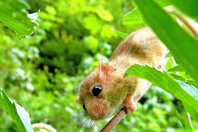 Eichhrnchen.  | Foto: Birgit Maier