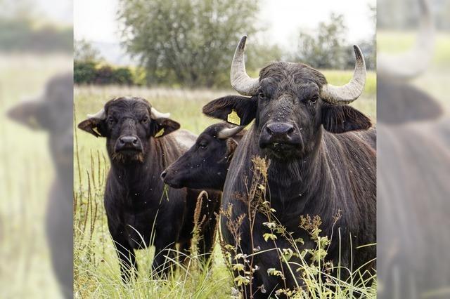 Neuer Lebensraum fr bedrohte Tiere