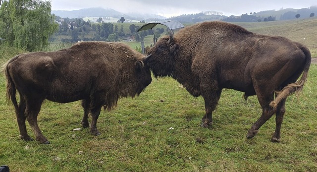 Innige Wisent-Zweisamkeit: Bulle Bubi ... aber droht ihnen die Einschlferung.   | Foto: Andr Hnig