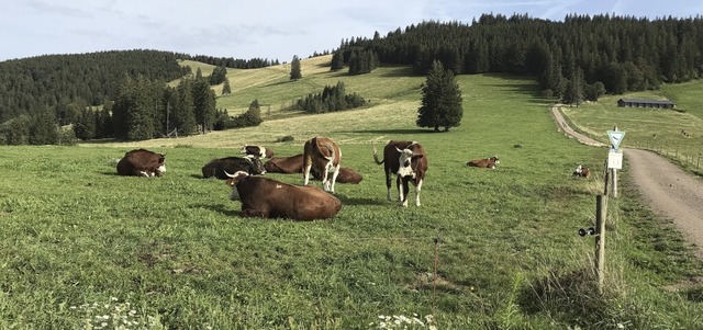 Mit rund 400.000 Hektar ist der Naturp...um die Erlenbacher Htte bei Oberried.  | Foto: Gabriele Hennicke