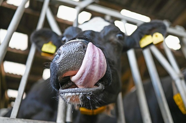 Eine an der Blauzungenkrankheit erkran... im Stall und leckt sich die Schnauze.  | Foto: Lars Penning (dpa)