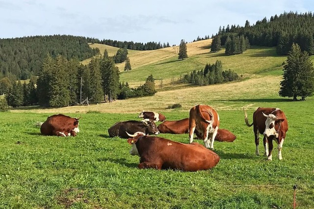 Mit rund 400.000 Hektar ist der Naturp...um die Erlenbacher Htte bei Oberried.  | Foto: Gabriele Hennicke