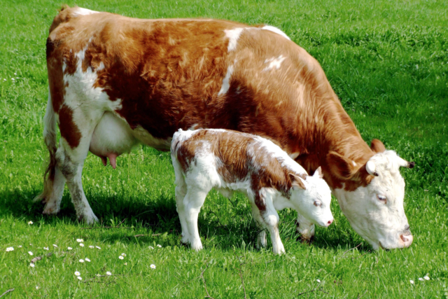 Warum es im Schwarzwald bald keine Hinterwlder Rinder mehr geben knnte