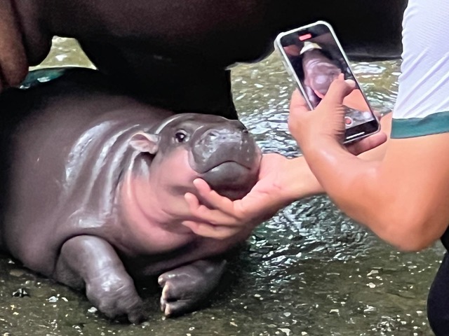 Die putzige Mimik von Moo Deng hat sie zum Internet-Star gemacht.  | Foto: Carola Frentzen/dpa