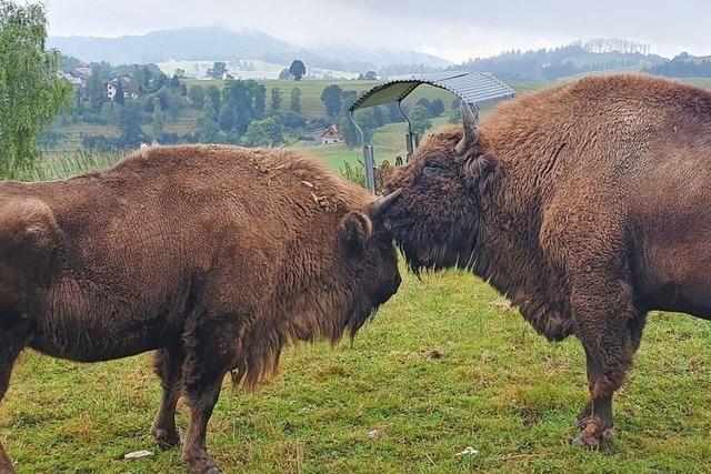 Findet sich noch ein Retter fr die zwei Wisente Bubi und Kressie aus Schopfheim-Gersbach?