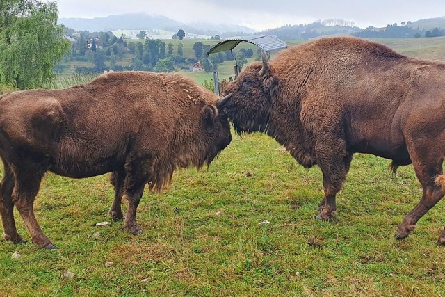 Innige Wisent-Zweisamkeit: Bulle Bubi ...t aber droht ihnen die Einschlferung.  | Foto: Andr Hnig