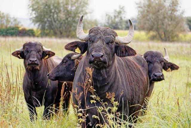 Riegel bietet neuen Lebensraum fr bedrohte Tiere – und auch fr Wasserbffel