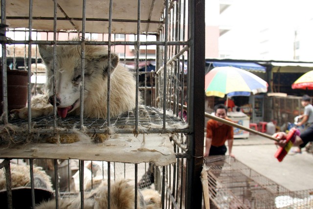 Marderhunde liegen in engen K&auml;figen auf einem Markt in China. (Archivbild)  | Foto: Paul Hilton/epa/dpa