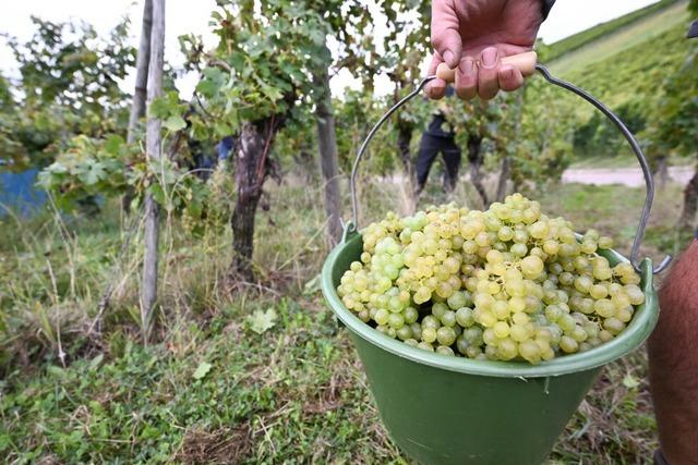 Bei Weinlese in Glottertal und Wildtal wird Ausma der Hagelschden deutlich