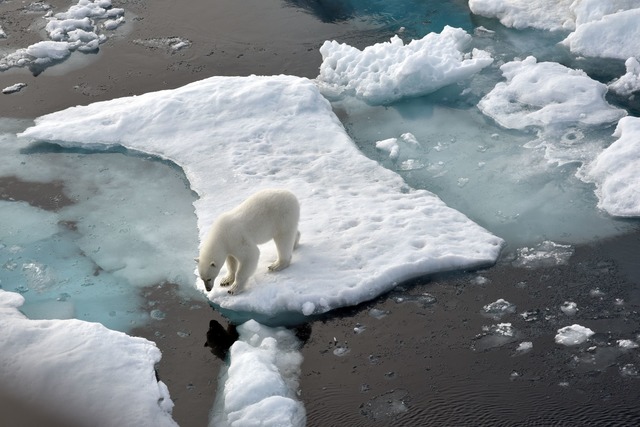 Ein Eisb&auml;r steht im Nordpolarmeer...sse auf Island gesichtet. (Archivbild)  | Foto: Ulf Mauder/dpa