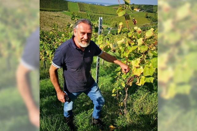 Jochen Basler baut als erster deutscher Winzer die Traubensorte Melon de Bourgogne an