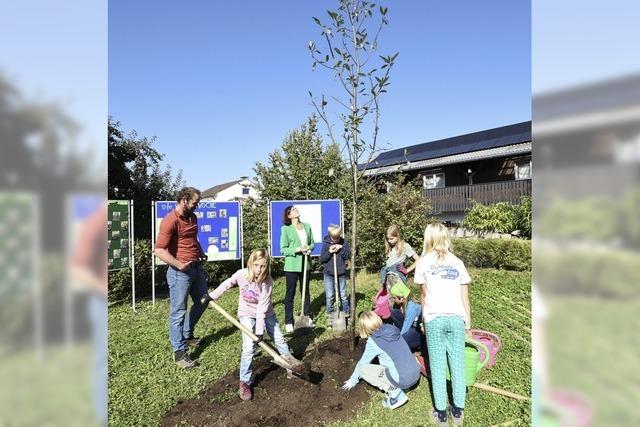 Baum des Jahres