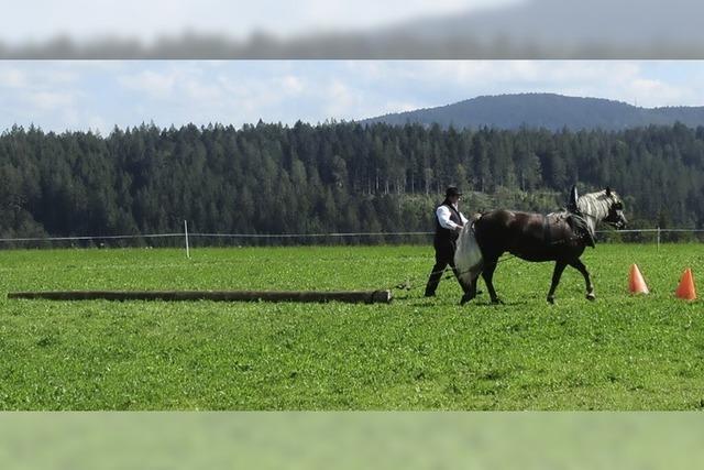 Stuten legen Prfung auch bei Sturm erfolgreich ab