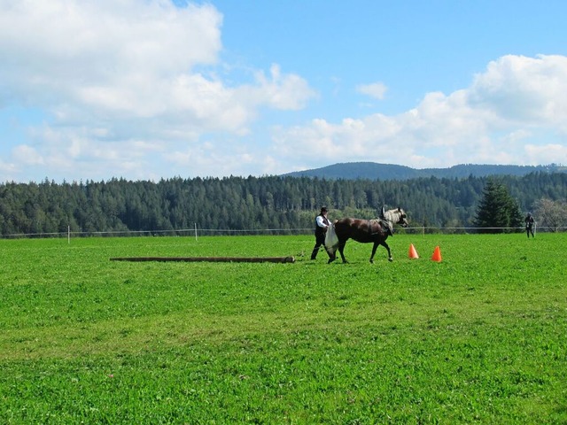 Schwarzwlder Kaltblutstute beim Stamm... in der Leistungsprfung in St. Mrgen  | Foto: Sophie Radix