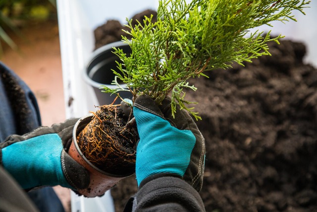 Der Herbst ist die ideale Jahreszeit, ... zu pflanzen.<Bildquelle></Bildquelle>  | Foto: Christin Klose (dpa)