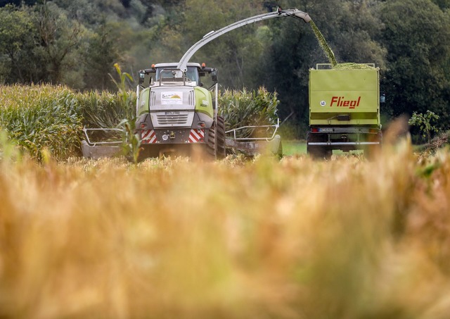 Ein Maish&auml;cksler ist bei Erntearbeiten besch&auml;digt worden. (Symbolbild)  | Foto: Thomas Warnack/dpa