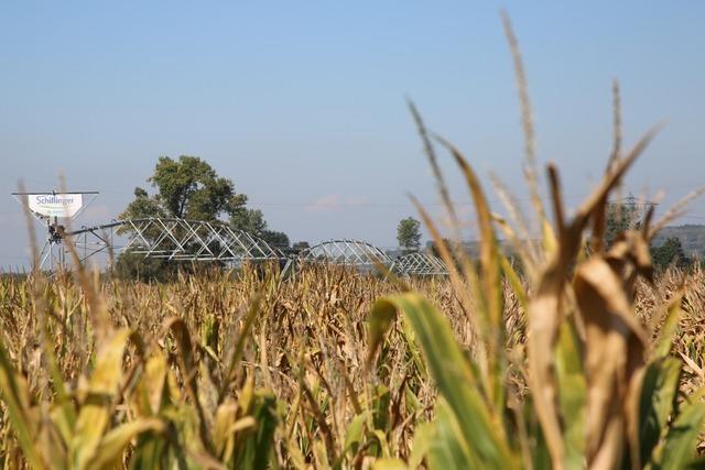 Innovativ bewssern: Wie sich die Landwirtschaft in Sdbaden fit fr die Zukunft machen