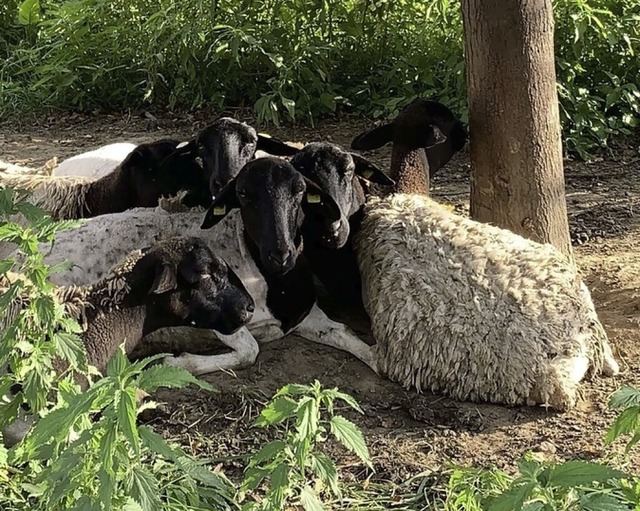 Schafe auf der Streuobstwiese zwischen Umkirch und Hugstetten  | Foto: Mario Schneberg