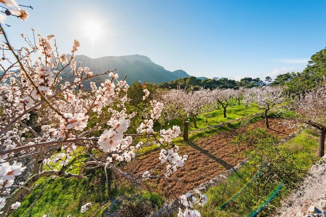 Blhende Mandelbume auf Mallorca &#82...aus rosa und weien Blten verwandelt.  | Foto: Sebas Adrover/Shutterstock.com