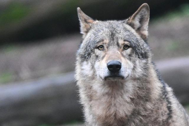 Wolfrde "GW852m" reit erneut mehrere Schafe im Nordschwarzwald