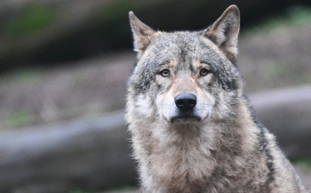 Ein umstrittenes Tier: der Wolf  | Foto: Bernd Weibrod (dpa)