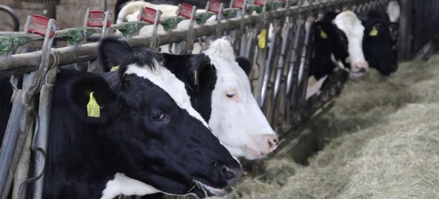 Khe stehen in einem Stall im stliche...r die Belange der Landwirte zu haben.   | Foto: Edinger, Gerald