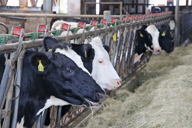 Khe stehen in einem Stall im stliche...r die Belange der Landwirte zu haben.  | Foto: Edinger, Gerald