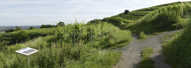 Felder und Reben umgeben die Anhhe &#...f dem Panoramaweg ist entschleunigend.  | Foto: Silke Kohlmann