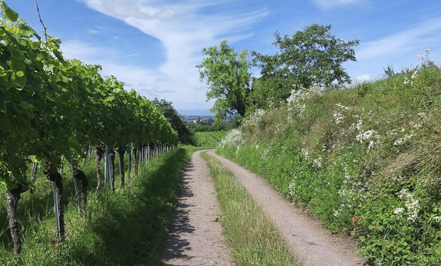 Wanderrunde in der Ortenau: Aussicht v...terwegs auf den Mahlberger Schlossberg  | Foto: Silke Kohlmann