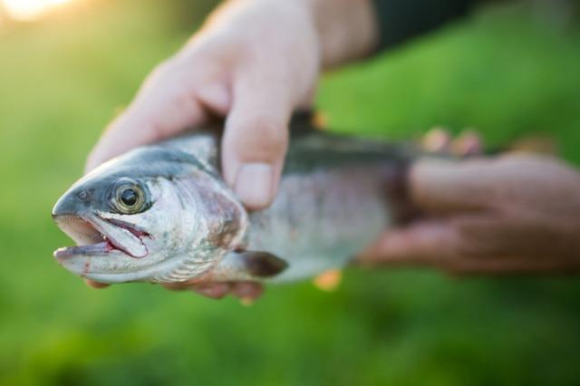 Badener sind Fisch-Muffel – aber wenn sie welchen essen, dann hochwertige Sorten