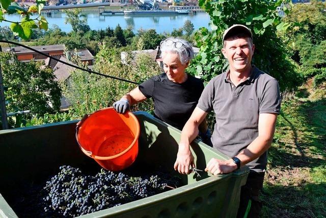 Die Weintrauben vom Hornfelsen Grenzach-Wyhlen sind kerngesund und aromatisch