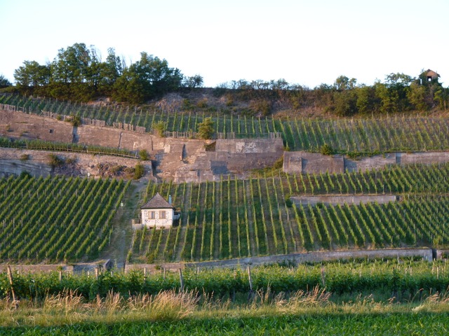 Der Winklerberg in Ihringen im Abendlicht  | Foto: Dirk Sattelberger